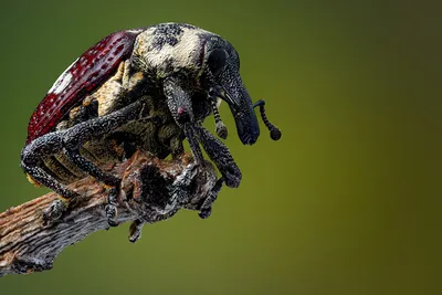 Картинки Жуки Насекомые amphicoma вблизи Животные