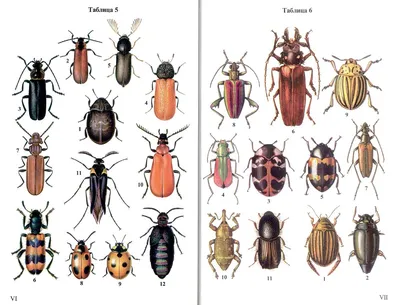 Определитель отрядов и семейств насекомых фауны России"