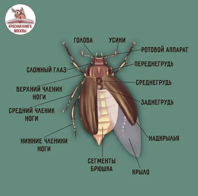 Зоологический музей - Коллекция насекомых