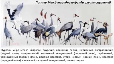  — Птицы Узбекистана