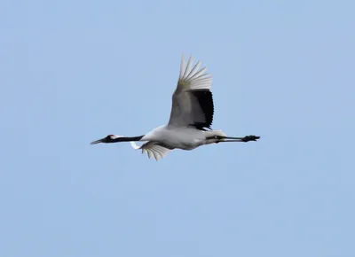 Фотографии Птицы Журавли Grey Crowned Crane Клюв животное