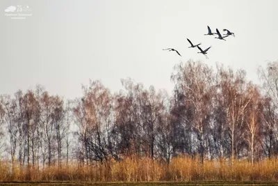 Серый журавль – Grus grus (Linnaeus, 1758) « Красная книга Томской области  | ОГБУ "Облкомприрода"