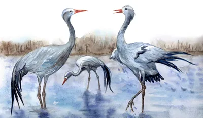 Журавль — птица года 2020 - Приокско-Террасный государственный природный  биосферный заповедник