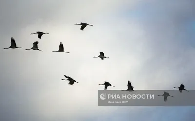 Картинки журавль в небе красивые (62 фото) » Картинки и статусы про  окружающий мир вокруг