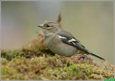 Птица зяблик (Обыкновенный зяблик): фото, описание, самец и самка