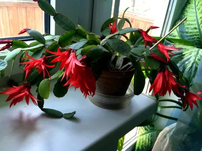 Декабрист красный (Зигокактус Шлюмбергера / Schlumbergera / Rhipsalidopsis)  | Цветомания