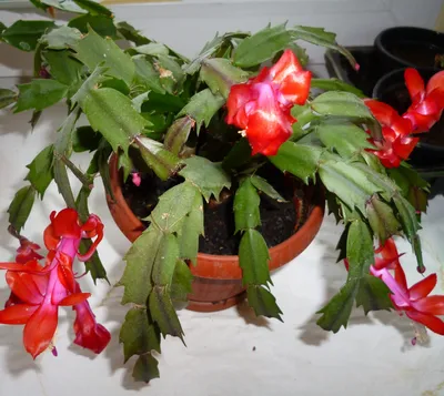 Декабрист красный (Зигокактус Шлюмбергера / Schlumbergera / Rhipsalidopsis)  | Цветомания