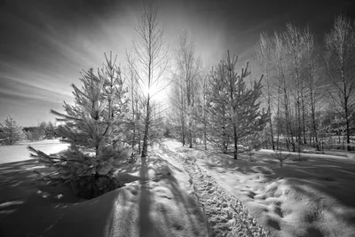 Черно-белый ажур зимы. Фотограф Юлия Лаптева