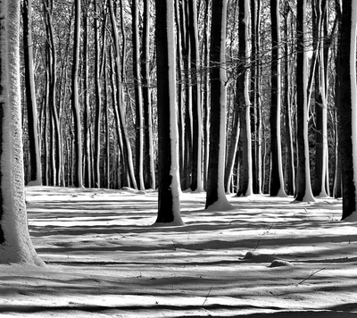Черно-белые штрихи. Photographer Georgiy Mashkovtsev