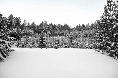 Черно-белая зима | Пикабу