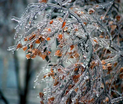 30-градусный мороз и дождь обещают в Красноярске на новой неделе |   | Красноярск - БезФормата