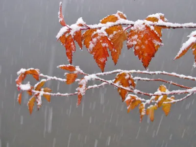 Стихотворение «Зимний дождь», поэт Нина Павлова