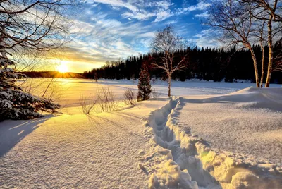 Скачать обои восход, солнце, снег, лес, зима разрешение 2560x1600 #79392