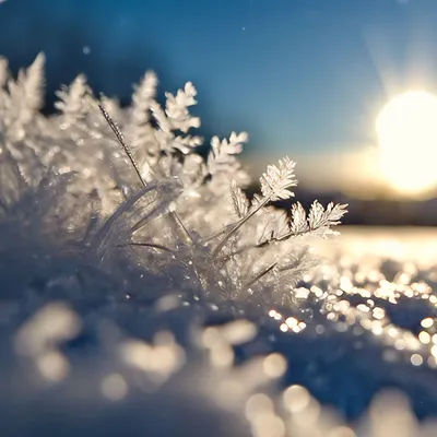 Fotos Lichtstrahl Sonne Natur Winter Fichten Schnee Jahreszeiten