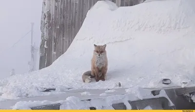 Зима пришла прикольные картинки (55 лучших фото)