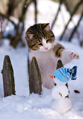 Зимние коты: котики резвятся в снегу 🌨❄ Сколько градусов мороза может  выдержать кот? | Жена Звездочета | Дзен