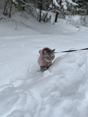 Зима! Котики! Снег! - Без кота и жизнь не та , №1281134139 | Фотострана –  cайт знакомств, развлечений и игр