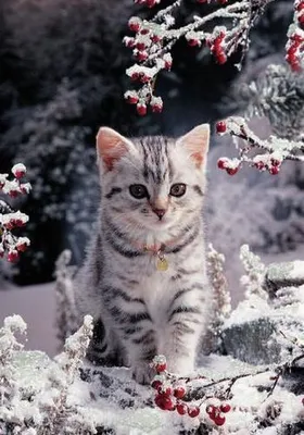 Зима, холода, одинокие коты…» Истории кошек, спасенных с дач - Питомцы  