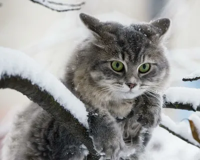 Картинки зимнее утро с котом (46 фото) » Красивые картинки, поздравления и  пожелания - 