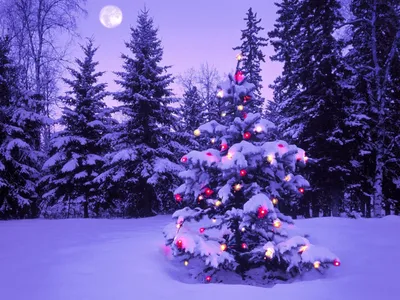 Зима гарна картинка на телефон - сніг, ягоди горобини - Etnosoft