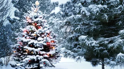 Обои Рождество, Новый год, свечка, веточка, зима, снег, снежные хлопья,  декорации, украшения, Christmas, New Year, Candle, Torch Branch, Snow,  Winter, Snowflakes, decorations, Праздники #8210