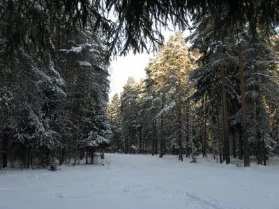 Обои пейзаж, отражение, зима, природа, вода - картинка на рабочий стол и  фото бесплатно