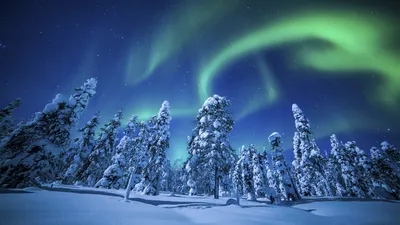 Обои Природа зима лес - бесплатные картинки на Fonwall