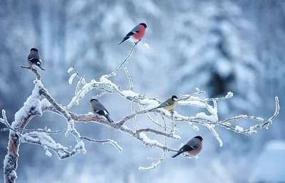 Скачать 1280x720 синица, птица, зима, ветка, дерево, иней обои, картинки hd,  hdv, 720p
