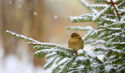 Обои птица, снег, зима, перья, оперение, белый, bird, snow, winter,  plumage, white, Животные #719