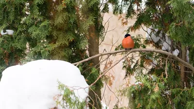 Обои птица, животное, природа, фиолетовый, крылья, зима, Bird, animal,  nature, purple, wings, winter, Животные #1353