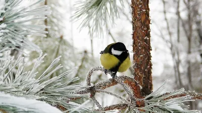 Фотография Птицы Зима Фантастика снегу ветвь