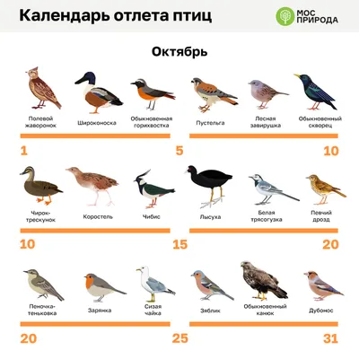 Эксперт: Массовое вымирание птицам в Якутии из-за морозов не грозит -  Информационный портал Yk24/Як24