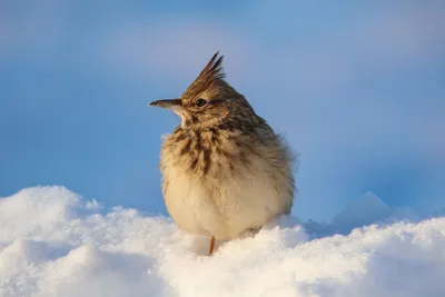 Зима птицы и животные png картинки