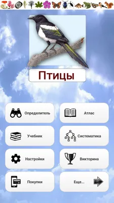 Bird Desktop Европейский Робин, Птица, животные, певчая птица png | PNGEgg