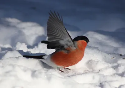 Чем нельзя подкармливать птиц зимой - вред здоровью | GreenPost