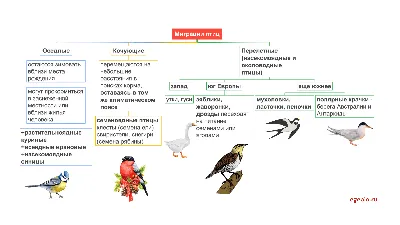 ЭкоГид: Птицы средней полосы