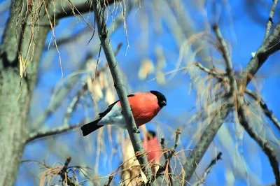 Картинки зимняя природа с птицами (70 фото) » Картинки и статусы про  окружающий мир вокруг