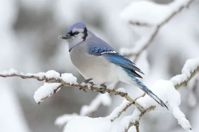 Птицы зимой | Прогулки по городу