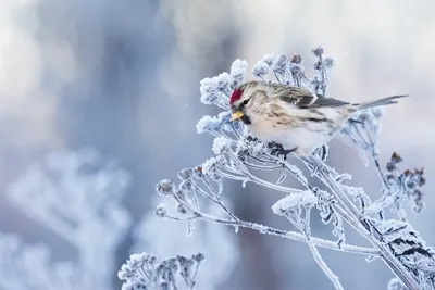 ❄️зима птицы на заснеженной ветке …» — создано в Шедевруме