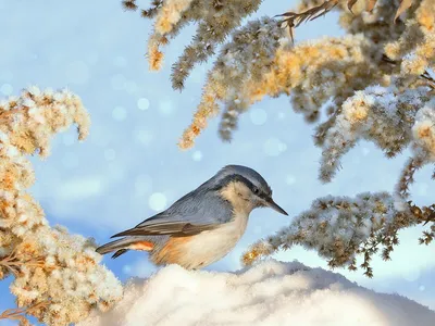 Зимующие птицы. 37 Фото | Домашние животные - самое важное | Дзен