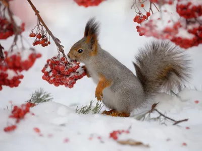 Зимние картинки с животными - 77 фото