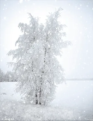 Снег идет...