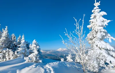 Обои Рождественский день, елка, зима, снег, акварельные краски - картинка  на рабочий стол и фото бесплатно