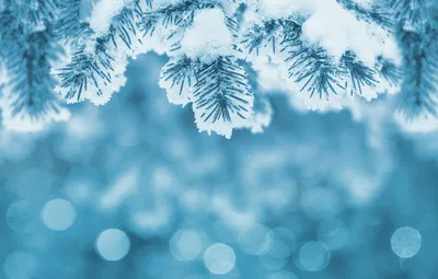 Картинка Зима снег лес » Зима картинки скачать бесплатно (289 фото) -  Картинки 24 » Картинки 24 - скачать картинки бесплатно
