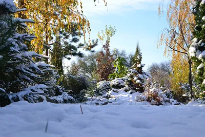 Фотографии Новый год Зима Снег Шар Ягоды Шишки на ветке 3840x2400