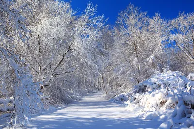 Картинки зима, снег, елки, ёлки, ели, деревья, природа, пейзаж, фон,  снежинки, боке - обои 1920x1200, картинка №72543