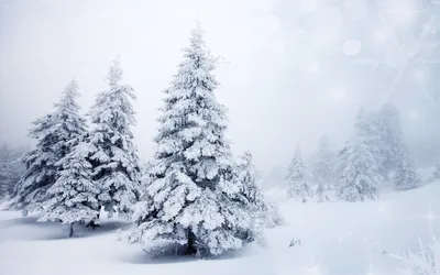 Обои на монитор | Зима | зима, снег, деревья, небо, природа