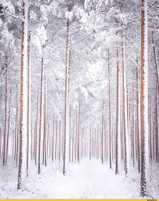 Обои зима, снег, утро, природа, вода на телефон Android, 1080x1920 картинки  и фото бесплатно