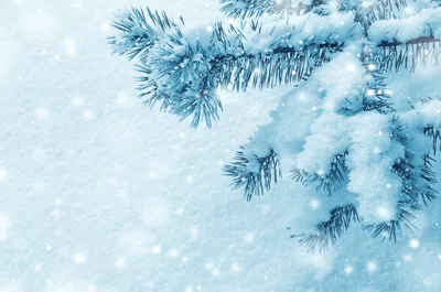 Скачать обои и картинки зима, снег, деревья для рабочего стола в разрешении  750x1334