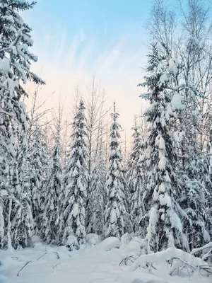 Обои зима, снег, деревья, следы, природа, фон, дерево, обои, елки,  wallpaper, nature, широкоформатные, background, snow, полноэкранные, HD  wallpapers картинки на рабочий стол, раздел природа - скачать